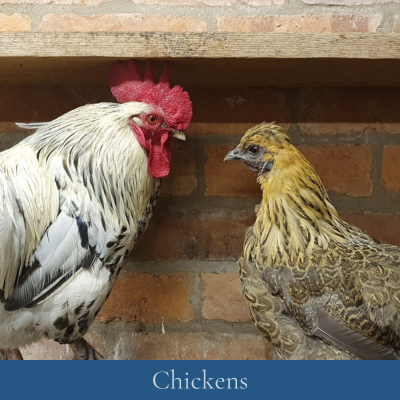 Chickens-