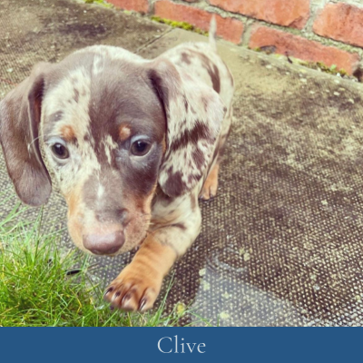 Clive-