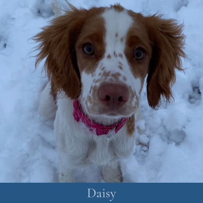 Daisy-