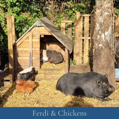 Ferdi & Chickens-