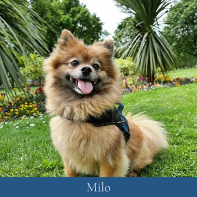 Milo-