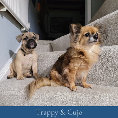 Trappy & Cujo-